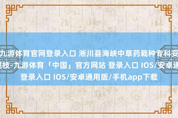 九游体育官网登录入口 淅川县海峡中草药栽种专科妥洽社实时伸出了橄榄枝-九游体育「中国」官方网站 登录入口 IOS/安卓通用版/手机app下载